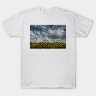 Sunflower Field T-Shirt